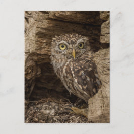 The little owl postkarte