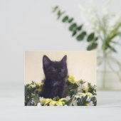 "The Look" Black Kitten Postkarte (Stehend Vorderseite)