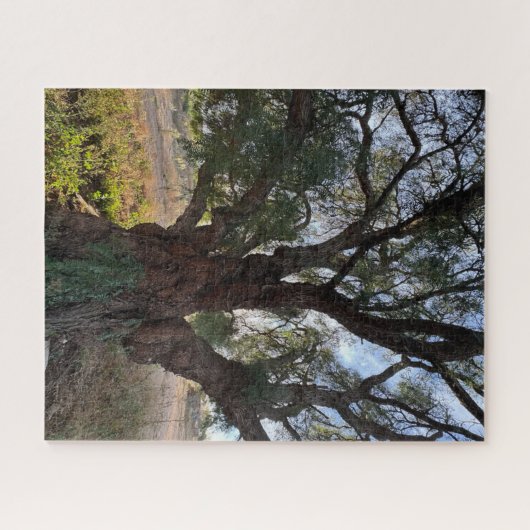 The Majestic Guardian: California Pepper Tree Puzzle (Horizontal)