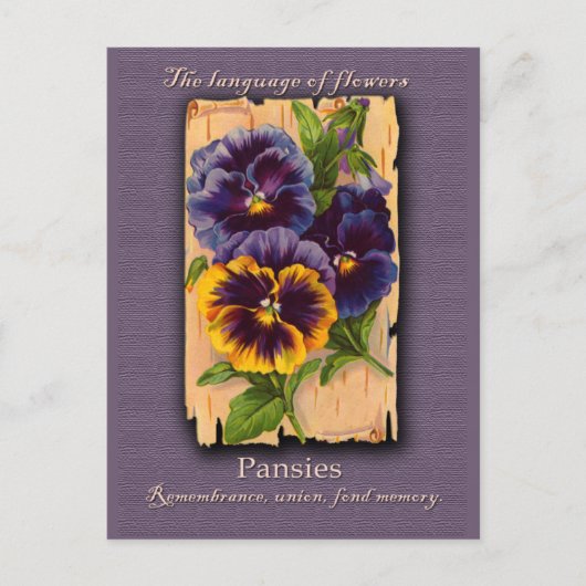 The Meaning of the Pansy Postkarte (Vorderseite)