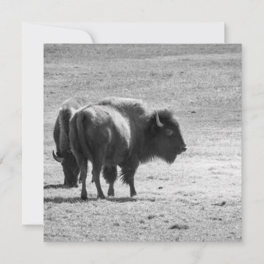 The Mighty Buffalo  Dankeskarte (Vorderseite)