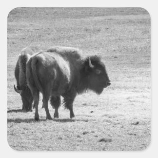 The Mighty Buffalo Quadratischer Aufkleber