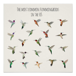 The most common hummingbirds in the US Poster