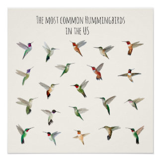 The most common hummingbirds in the US Poster