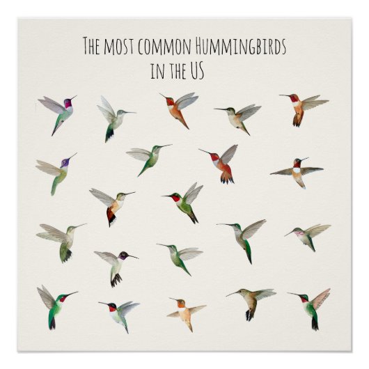 The most common hummingbirds in the US Poster (Vorderseite)