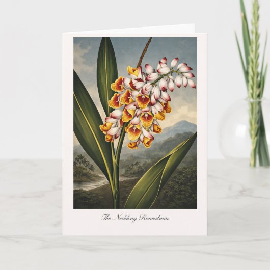 The Nodding Renealmia — Modern Botanical Reinterpr Karte (Vorderseite)