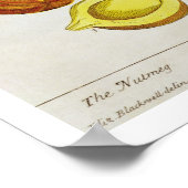 The Nutmeg, plate 353 from 'A Curious Herbal', pub Poster (Ecke)
