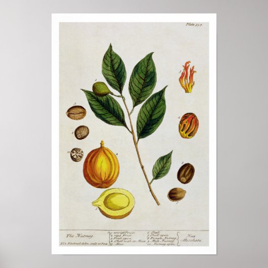 The Nutmeg, plate 353 from 'A Curious Herbal', pub Poster (Vorne)