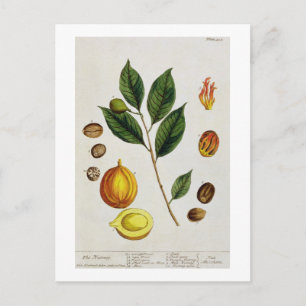 The Nutmeg, Teller 353 von "A Curious Herbal", Pub Postkarte