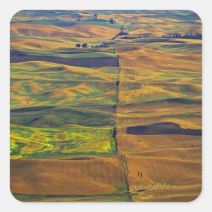 The Palouse von Steptoe Butte, Colfax, Quadratischer Aufkleber