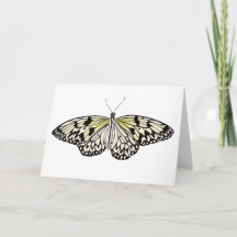 The Paper Kite Butterfly