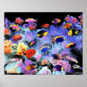 The Paradise of Centropyge Poster (Vorne)