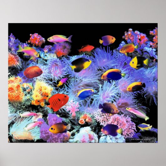 The Paradise of Centropyge Poster (Vorne)