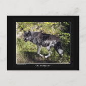"The Pathfinder" Gray Wolf Post Card Postkarte (Vorderseite)