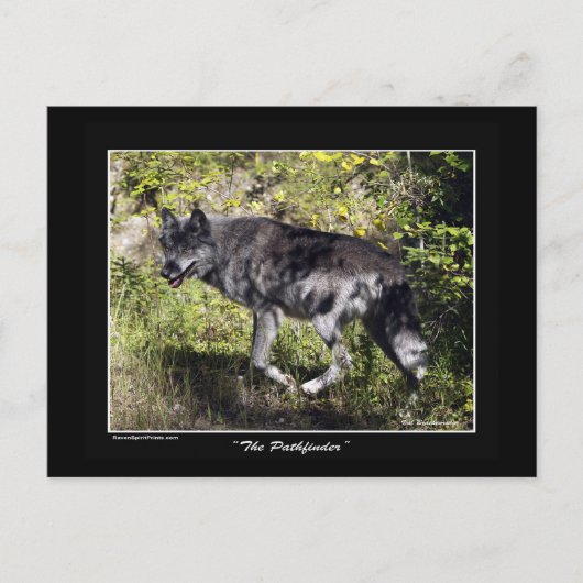 "The Pathfinder" Gray Wolf Post Card Postkarte (Vorderseite)