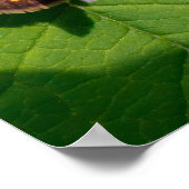 The Pecks Skipper Poster (Ecke)