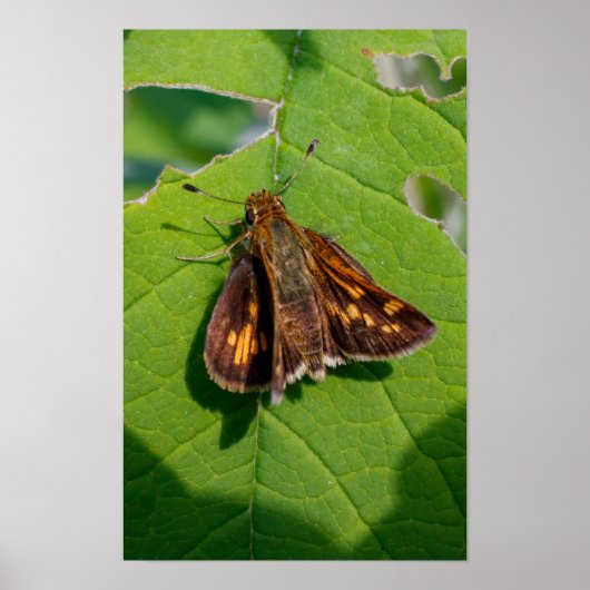 The Pecks Skipper Poster (Vorne)