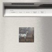 The Piebald Horse, 1653 Magnet (In Situ (Geschirrspüler))