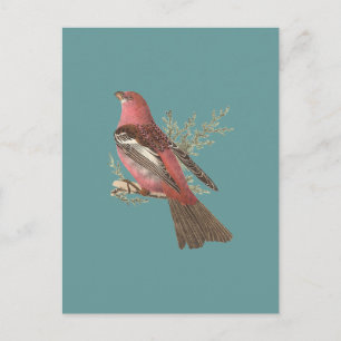 The Pine Bulfinch (Corythus enucleator) Postkarte
