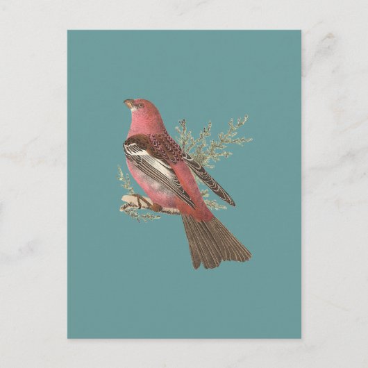 The Pine Bulfinch (Corythus enucleator) Postkarte (Vorderseite)