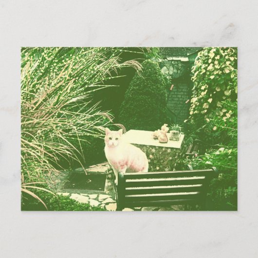 The Pink Cat Postkarte (Vorderseite)