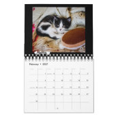 The Platoshyn's Foster Kitten Calendar 2018 Kalender (Feb 2027)