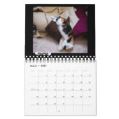 The Platoshyn's Foster Kitten Calendar 2018 Kalender (Mär 2027)