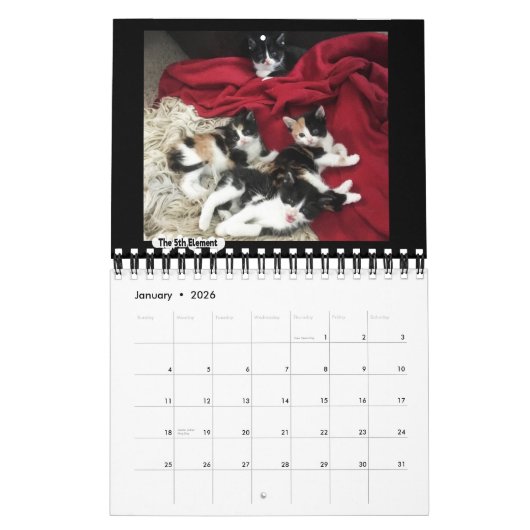 The Platoshyn's Foster Kitten Calendar 2018 Kalender (Jan 2026)