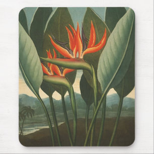 'The Queen (Bird of Paradise)' - Tempel der Flora Mousepad