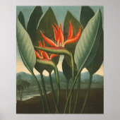 'The Queen (Bird of Paradise)' - Tempel der Flora Poster (Vorne)