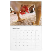 The Real Boo the Roo 2020 Calendar Kalender (Mär 2027)