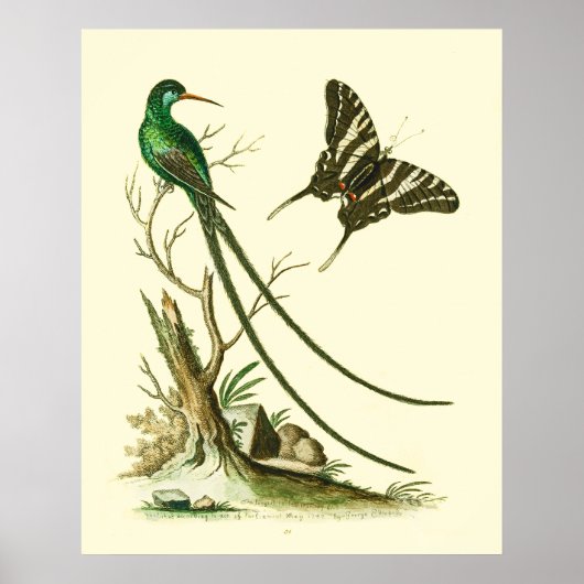 The Red-billed Streamertail Hummingbird Poster (Vorne)