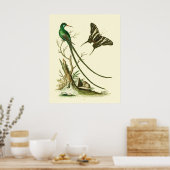 The Red-billed Streamertail Hummingbird Poster (Küche)