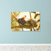 The Senegal Bushbaby Leinwanddruck (Insitu (Holzboden))