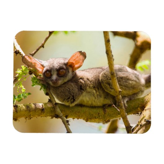 The Senegal Bushbaby Magnet (Horizontal)