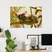 The Senegal Bushbaby Poster (Heimbüro)