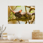The Senegal Bushbaby Poster (Küche)