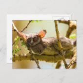 The Senegal Bushbaby Postkarte (Vorne/Hinten)