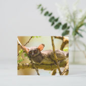 The Senegal Bushbaby Postkarte (Stehend Vorderseite)