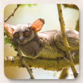 The Senegal Bushbaby Untersetzer (Vorderseite)