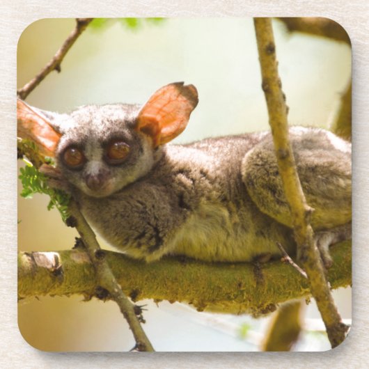 The Senegal Bushbaby Untersetzer (Vorderseite)