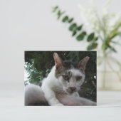 The sharp, piercing gaze of a stray cat. postkarte (Stehend Vorderseite)