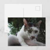 The sharp, piercing gaze of a stray cat. postkarte (Vorne/Hinten)