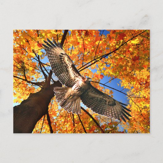 "The Sunday Hawk" Postkarte (Vorderseite)