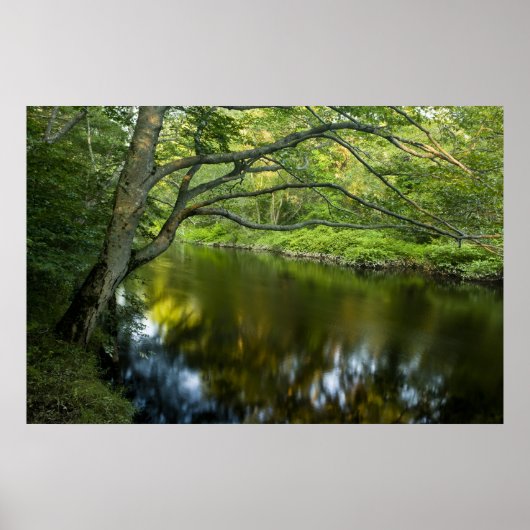 The Taunton River in Bridgewater, Poster (Vorne)