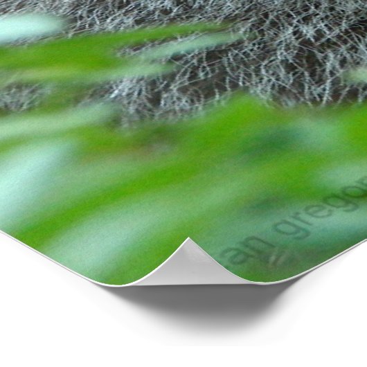 The Three Raccoon Poster (Ecke)