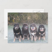 The Tibetan Mastiff Gang Postkarte (Vorne/Hinten)