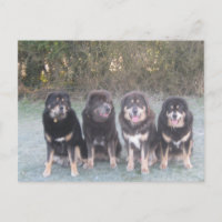 The Tibetan Mastiff Gang