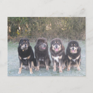 The Tibetan Mastiff Gang Postkarte