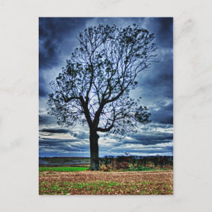The Tree HDR Postcard Postkarte